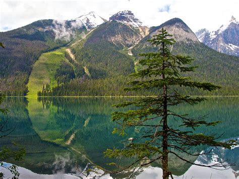 Emerald Lake Reflection And Pine Tree In Yoho National Park British