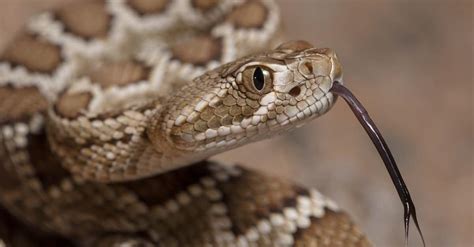 Gopher Snake Vs Rattlesnake 5 Key Differences A Z Animals