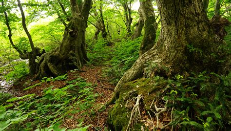 Ini adalah jenis aquascape yang mempunyai gaya aliran lebih bebas forest style atau bisa disebut juga jungle style merupakan tema umum yang gayanya juga bisa. Aquascape Forest Theme - Aquascape Ideas