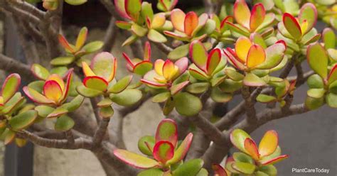 How often should you water your jade plant? Jade Plant Leaves Turning Red: Why | How