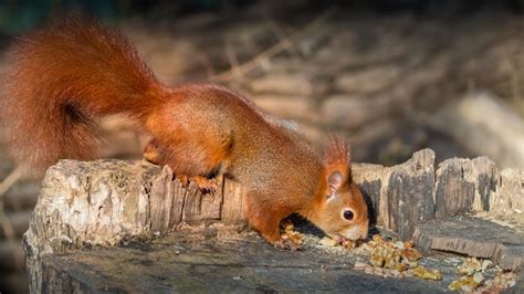 870574 Squirrels Nuts Walnut Tail Tree Stump Rare Gallery Hd
