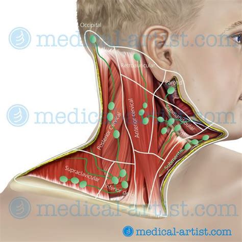 They bring the lymph [the tissue fluid surrounding the cells, which contains. "Lymphatic Drainage: Being diagnosed with thyroid disease ...