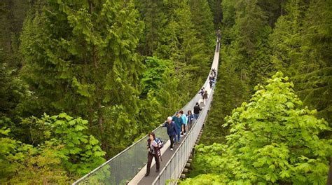 Capilano Suspension Bridge In Edgemont Tours And Activities Expediaca