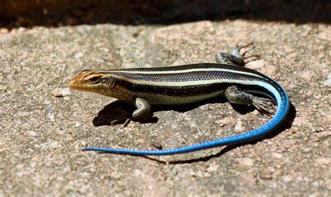 What Is A Blue Tailed Skink With Pictures