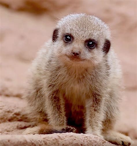 Meerkat Pup Too Cute For Words Dieren