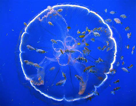 Hidden Unseen Jellyfish From Dazzling To Deadly