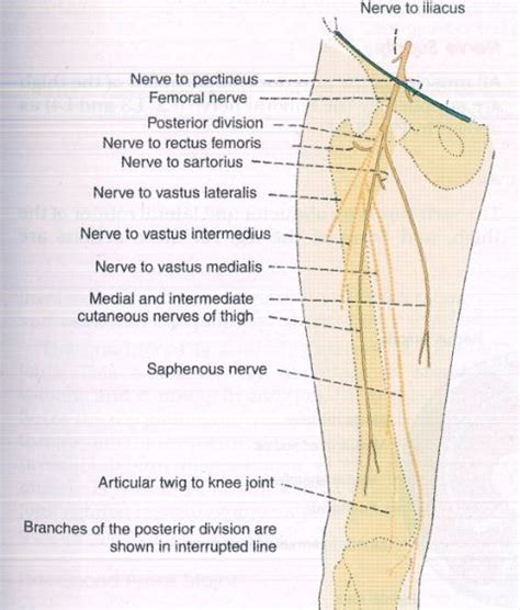 Femoral Nerve Peripheral Nerve Nerves In Leg Interact