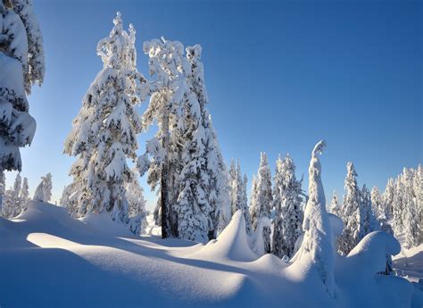 Winter Trees Snow Drifts Landscape Wallpapers Hd