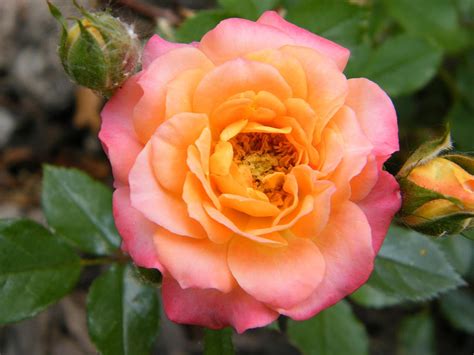 Peachy Pink Mini Rose With Buds Photograph By Mary Sedivy