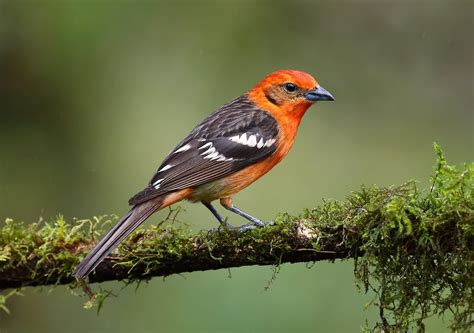 Where To Find Flame Colored And Hepatic Tanagers Birds And Blooms