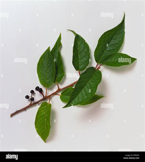 Prunus Maackii Manchurian Cherry Stem With Leaves And Fruits Stock