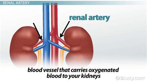 Renal Artery Definition And Function Lesson