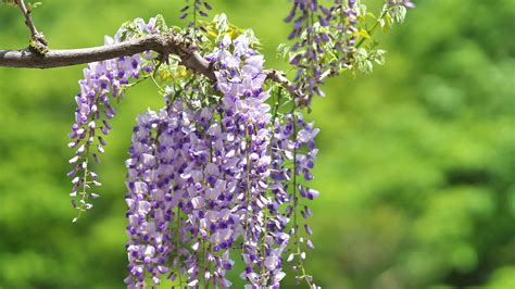 Wisteria is a genus of flowering plants in the legume family, fabaceae (leguminosae), that includes ten species of woody twining vines that are native to china, korea, japan, southern canada, and the eastern united states. Japanese Wisteria | San Diego Zoo Animals & Plants