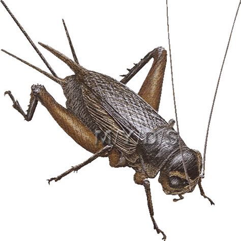 Crickets Clipart 20 Free Cliparts Download Images On Clipground 2023