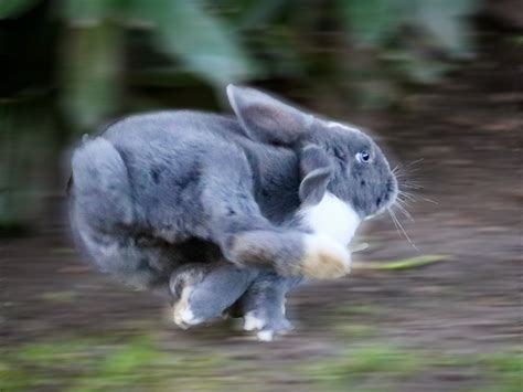 How Fast Can Rabbits Run New Rabbit Owner