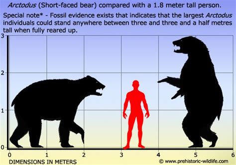 Arctodus Short Faced Bear Prehistoric Animals Prehistoric Wildlife
