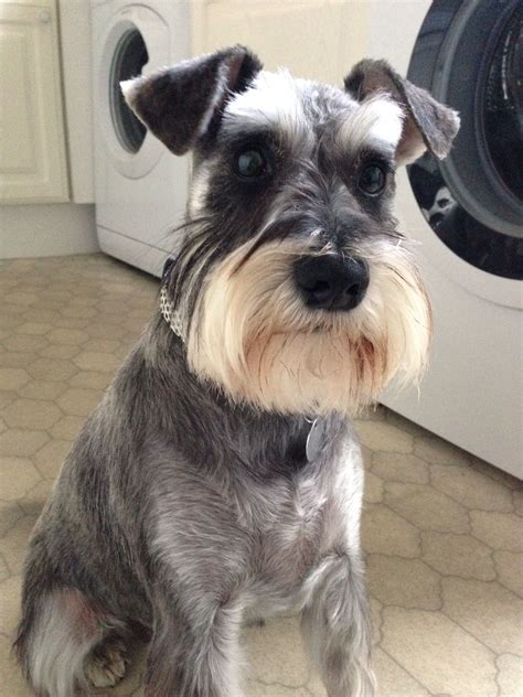Skyes Haircut By Barks And Bubbles Miniature Schnauzer Schnauzer