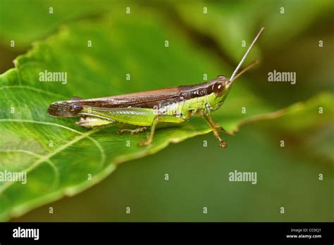 Short Horned Grasshopper High Resolution Stock Photography And Images