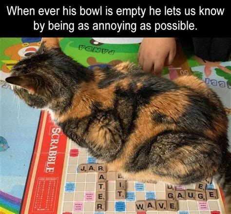 Smart Cat Funny Animals Animal Memes Funny Animal Memes