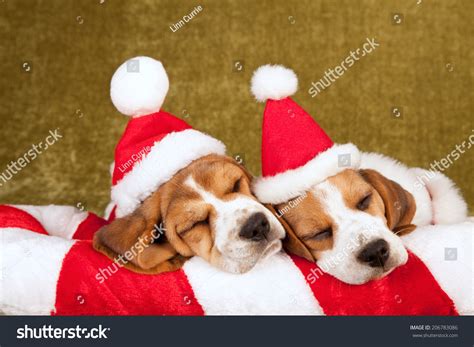 Christmas Theme Sleeping Beagle Puppies Wearing Santa Caps Hats Stock