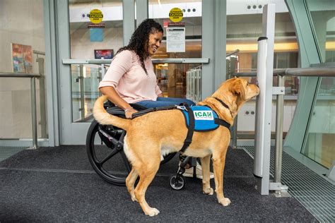 What Qualifies A Dog As A Service Dog