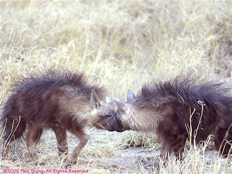 Brown Hyena Hyaena Brunnea Rarest Hyena Interesting Hyenas Are