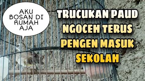 Suara cici padi betina merah pikat jantan mp3 & mp4. Vidio Suara Cici Padi Betina / Suara Pikat Salome Betina ...