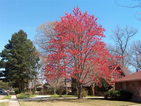 40 to 70 feet tall (occasionally taller) with a spread of 30 to 50 feet. Acer rubrum var. drummondii / Acer rubrum var. drummondii ...