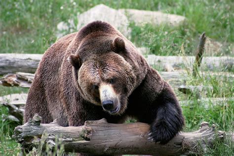 Grisly Outlook Bears Kill More And More Livestock As Their Population