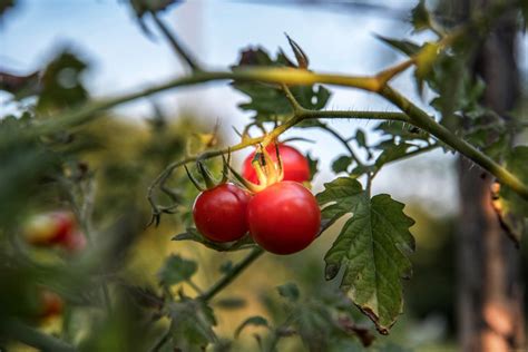 Determinate tomatoes grow wider and more bushy, whereas indeterminate types grow tall and need they were beefsteak size though i don't know the variety. How To Tell Determinate From Indeterminate Tomatoes | This ...