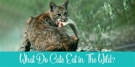 What Do Cats Eat In The Wild Its Shocking Raise A Cat
