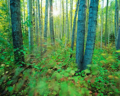 Boreal Forest Of Canada Pixohub