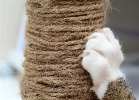 If yes, please share them with us and the other. How to Keep a Cat From Scratching Furniture | PetMD