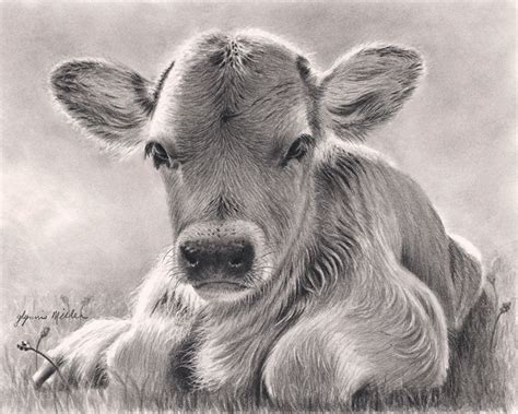 Cow Calf Drawing