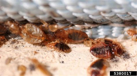 Bed Bug Cimex Lectularius Hemiptera Cimicidae 5380017