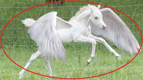 10 Mythical Creatures Caught On Camera Spotted In Real Life Youtube