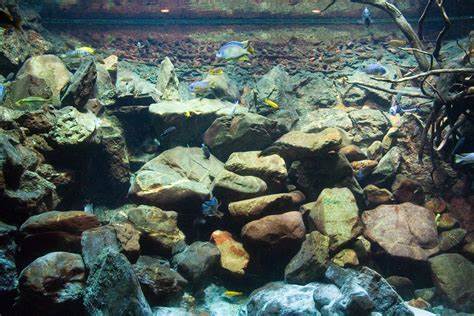 Details About 3d Rock Malawi Background For Tank Aquarium Terrarium 