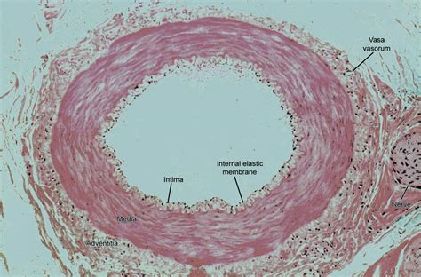 Artery Histology