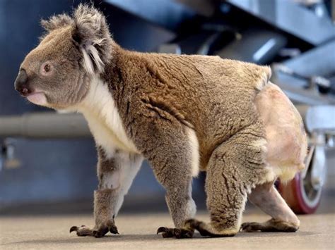 Injured Koala On The Mend After Surgery At Werribee Open Range Zoo