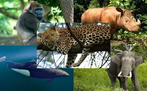 10 Animales Que Están En Peligro Crítico De Extinción Animales De La