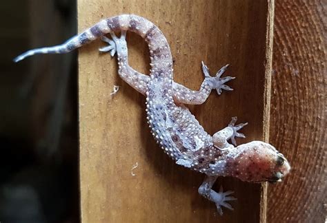 Les Geckos Des Reptiles Agiles Porte Bonheur Et Insectivores Qu Il Ne Faut Jamais Chasser
