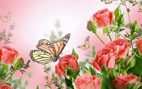 Flowers Background Butterfly Y Wallpaper 2560x1600