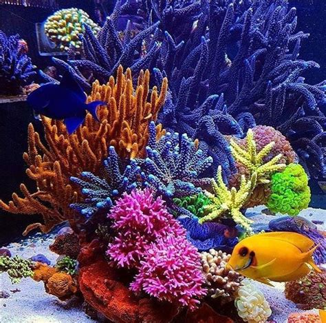 Coral Reef Aquarium Marine Aquarium Aquarium Fish Saltwater Aquarium