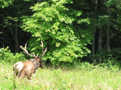 North Carolina Elk Free Stock Photo Public Domain Pictures