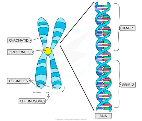 Chromosome Structure Diagram