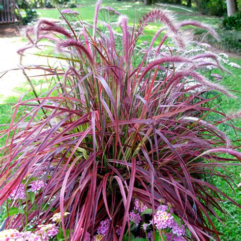 Variegated Purple Fountain Grass Finegardening