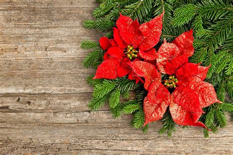 Red Christmas Flower Poinsettia High Quality Holiday Stock Photos