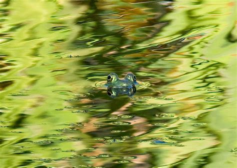 Frog Eyes Derek Crook Flickr