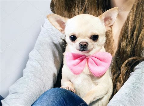 Bonito Chihuahua — Fotografias De Stock © Lilu1331 41441505
