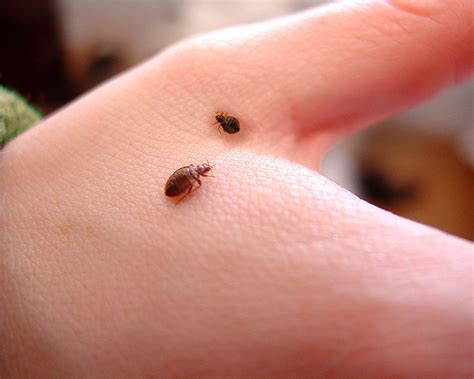 Bed Bug Lawyer Sue Apartment Complex Owner Landlord